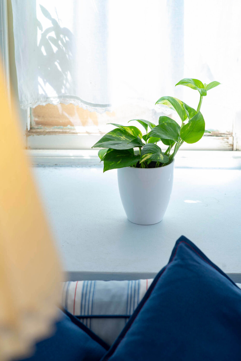 Villamaria Amarylis 7 1948